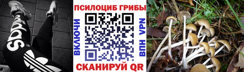 Галлюциногенные грибы Psilocybe  Вязники 